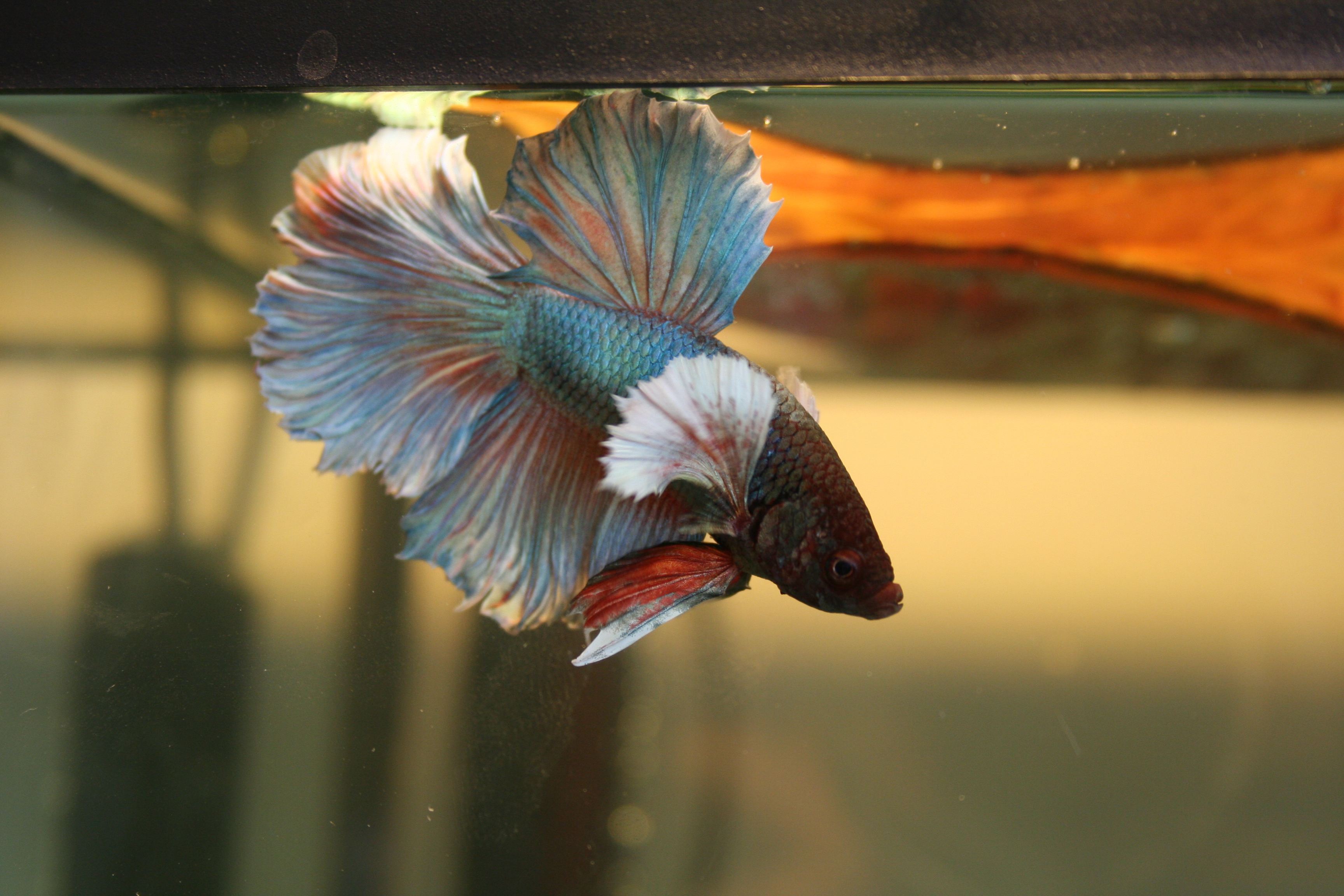 Mon Rosetail BE 023-460fcf3